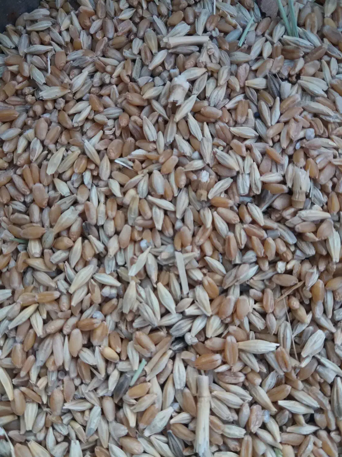 گندم|گل و گیاه طبیعی|حمیدیه, |دیوار