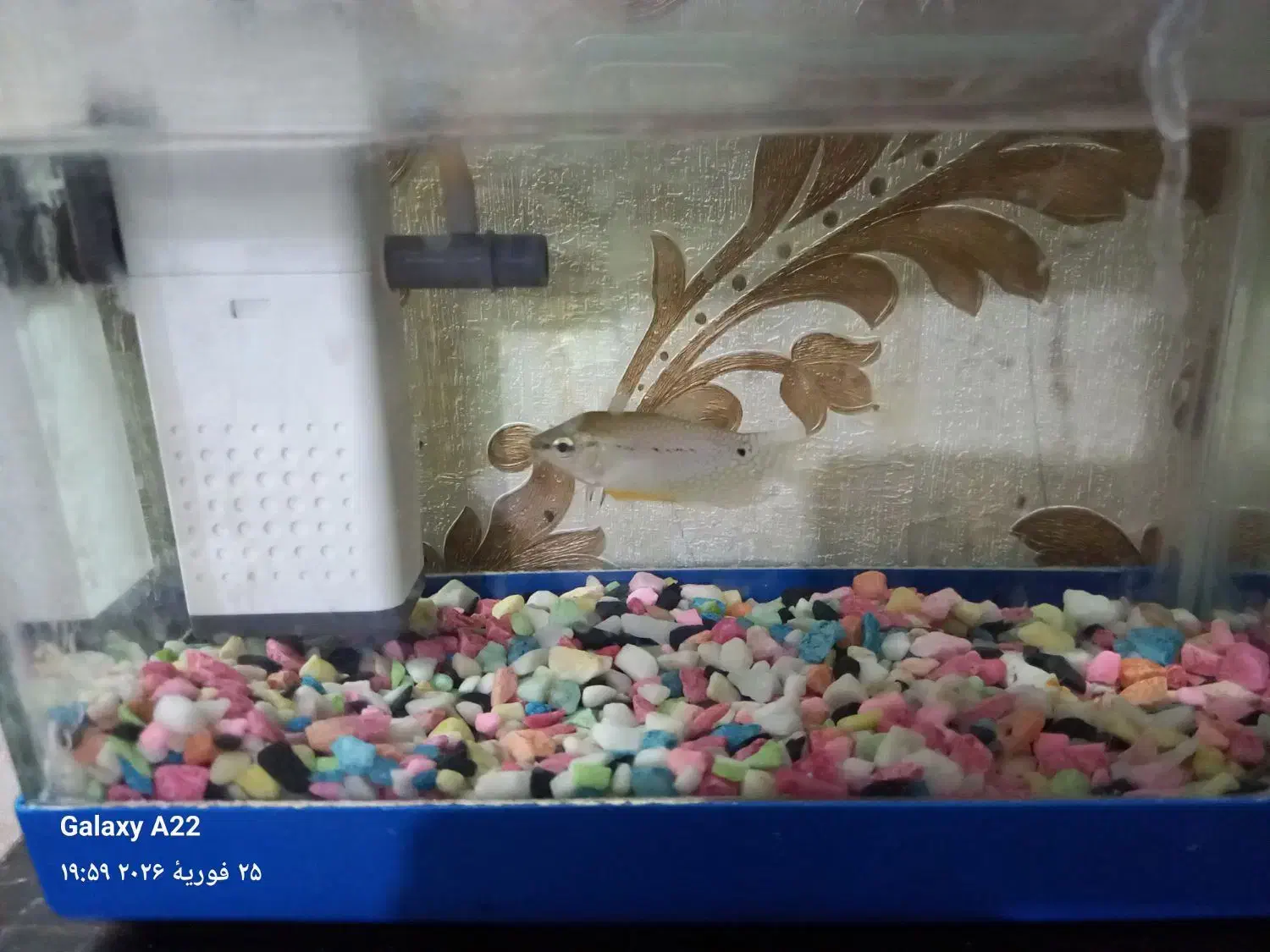 آکواریوم|ماهی|منجیل, |دیوار