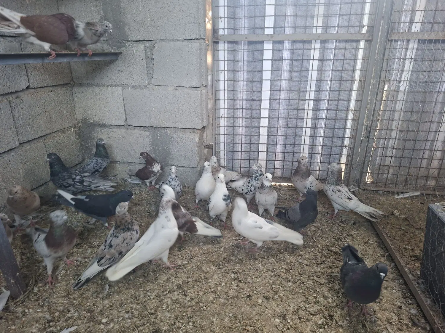 سرور|پرنده|ماکو, |دیوار