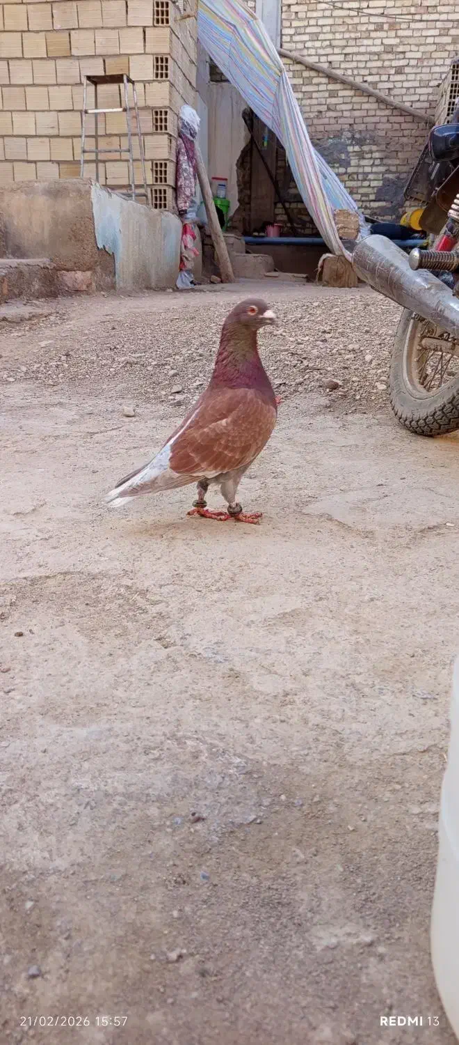 قرمزپرشی|پرنده|اسفرورین, |دیوار