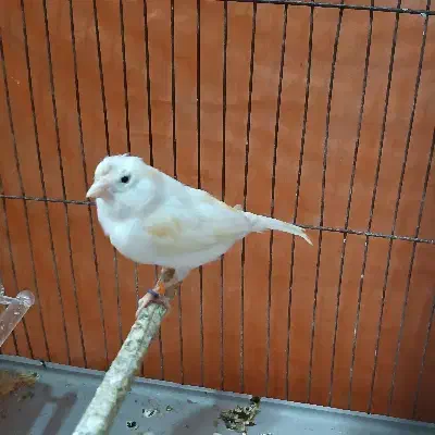 قناری ماده چهار گل لون|پرنده|خرم‌آباد, |دیوار