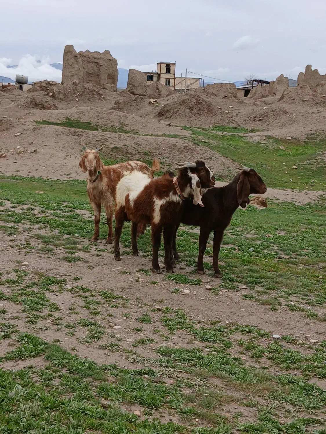 گوسفند|حیوانات مزرعه|الیگودرز, |دیوار