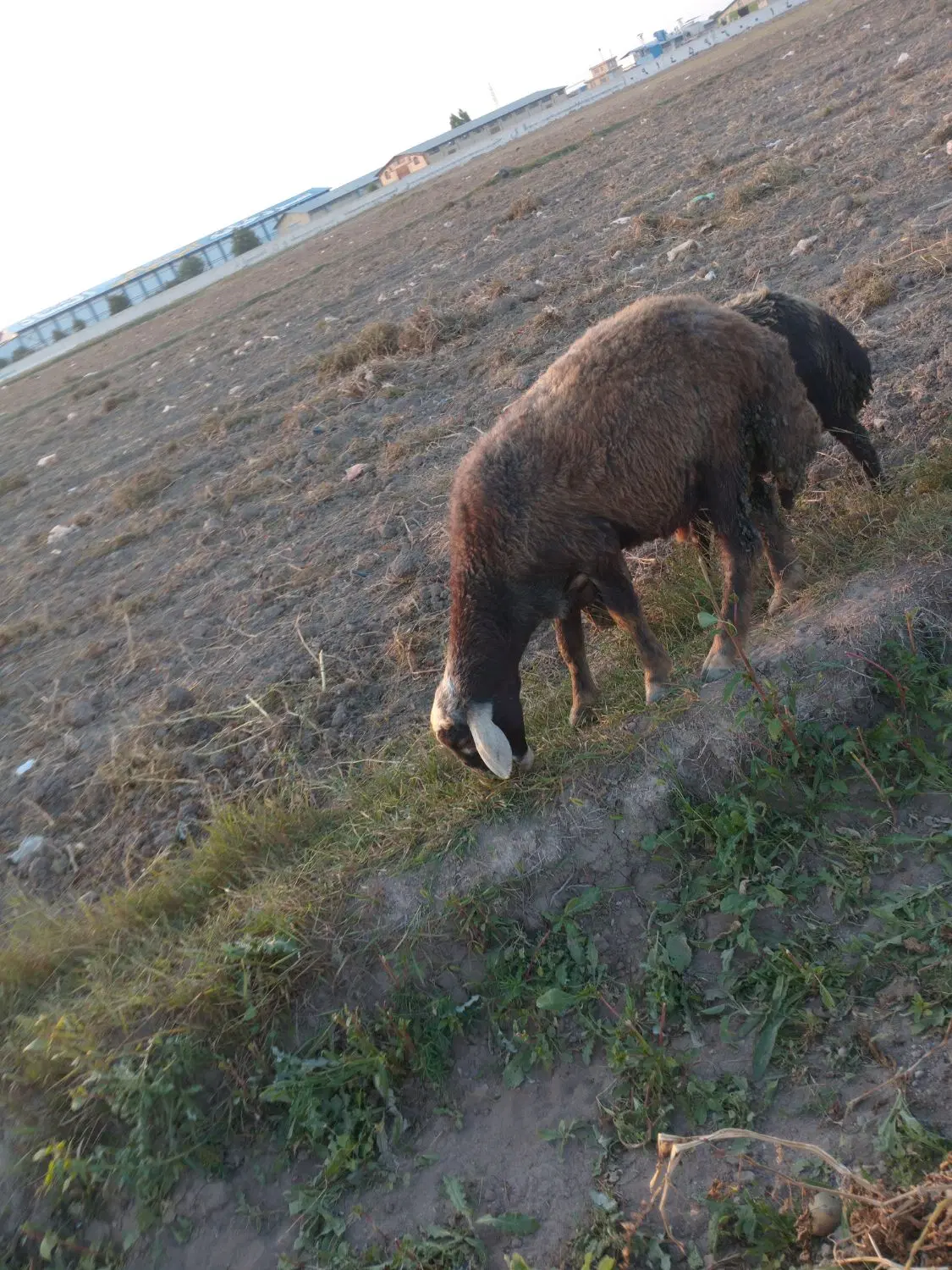 بره نر|حیوانات مزرعه|اردبیل, |دیوار
