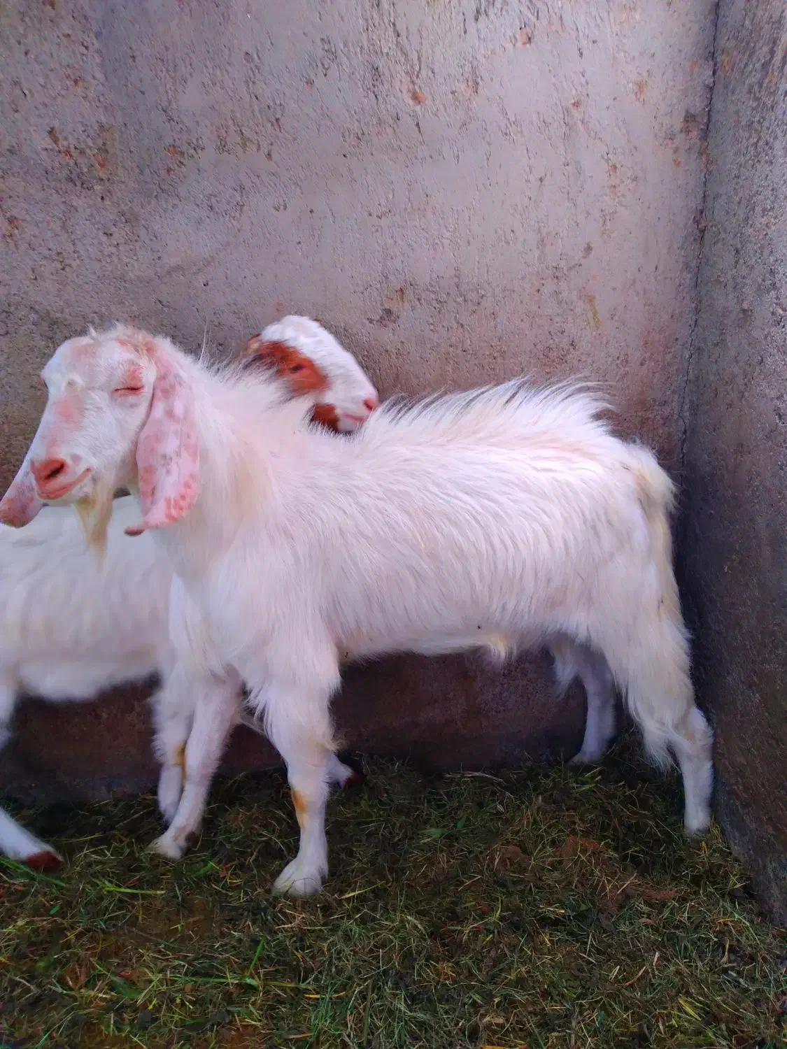 نری|حیوانات مزرعه|بم, |دیوار