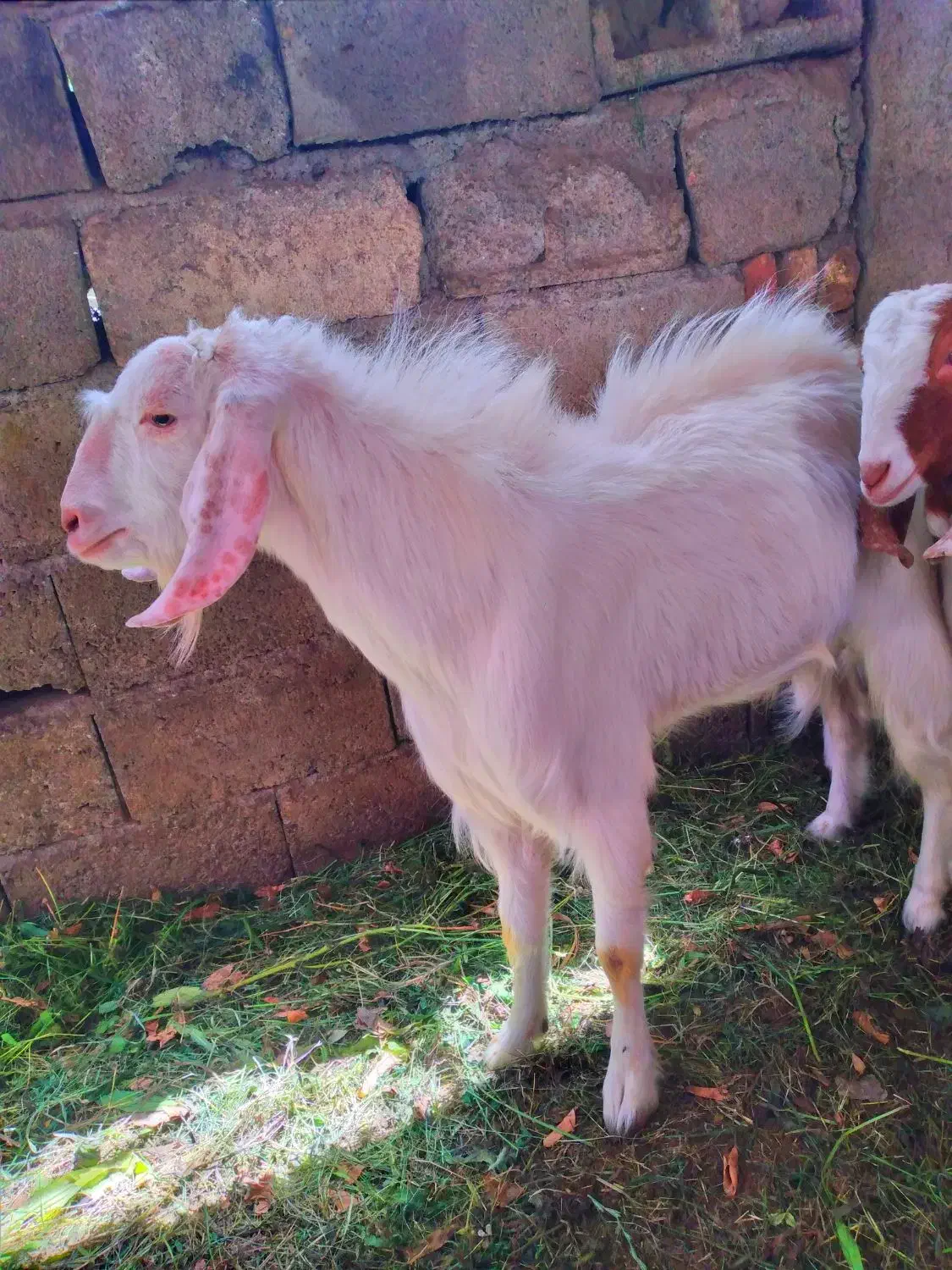 نری|حیوانات مزرعه|بم, |دیوار