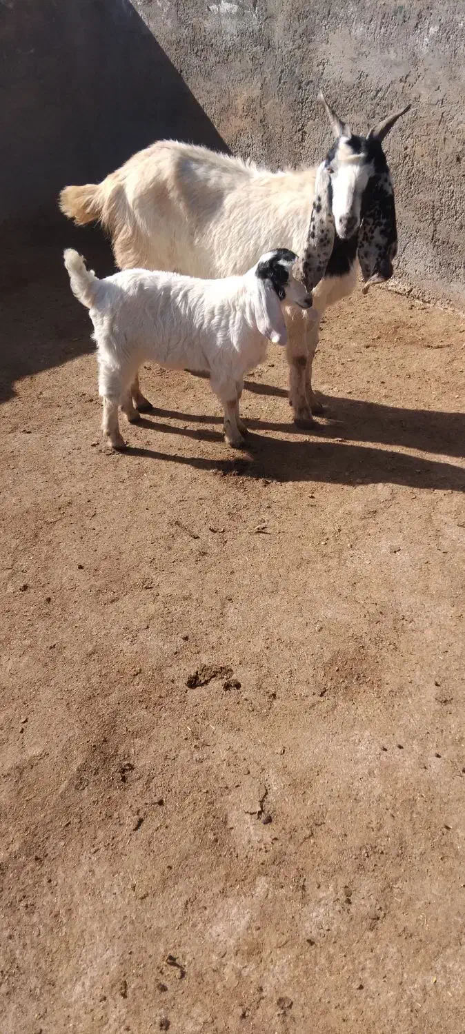 بز زاییده|حیوانات مزرعه|تربت جام, شهید مدرس|دیوار