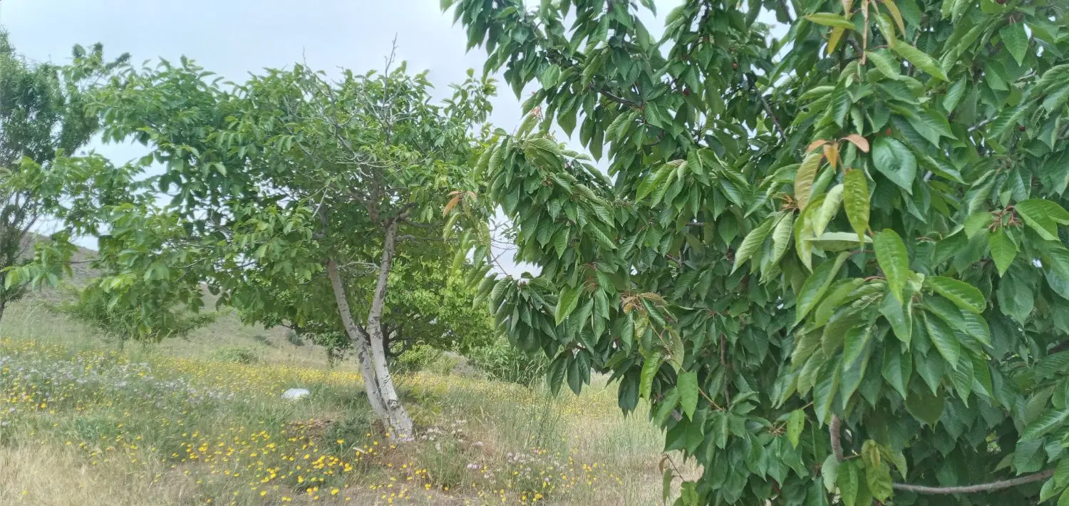 باغ|فروش زمین و ملک کلنگی|کوهین, |دیوار