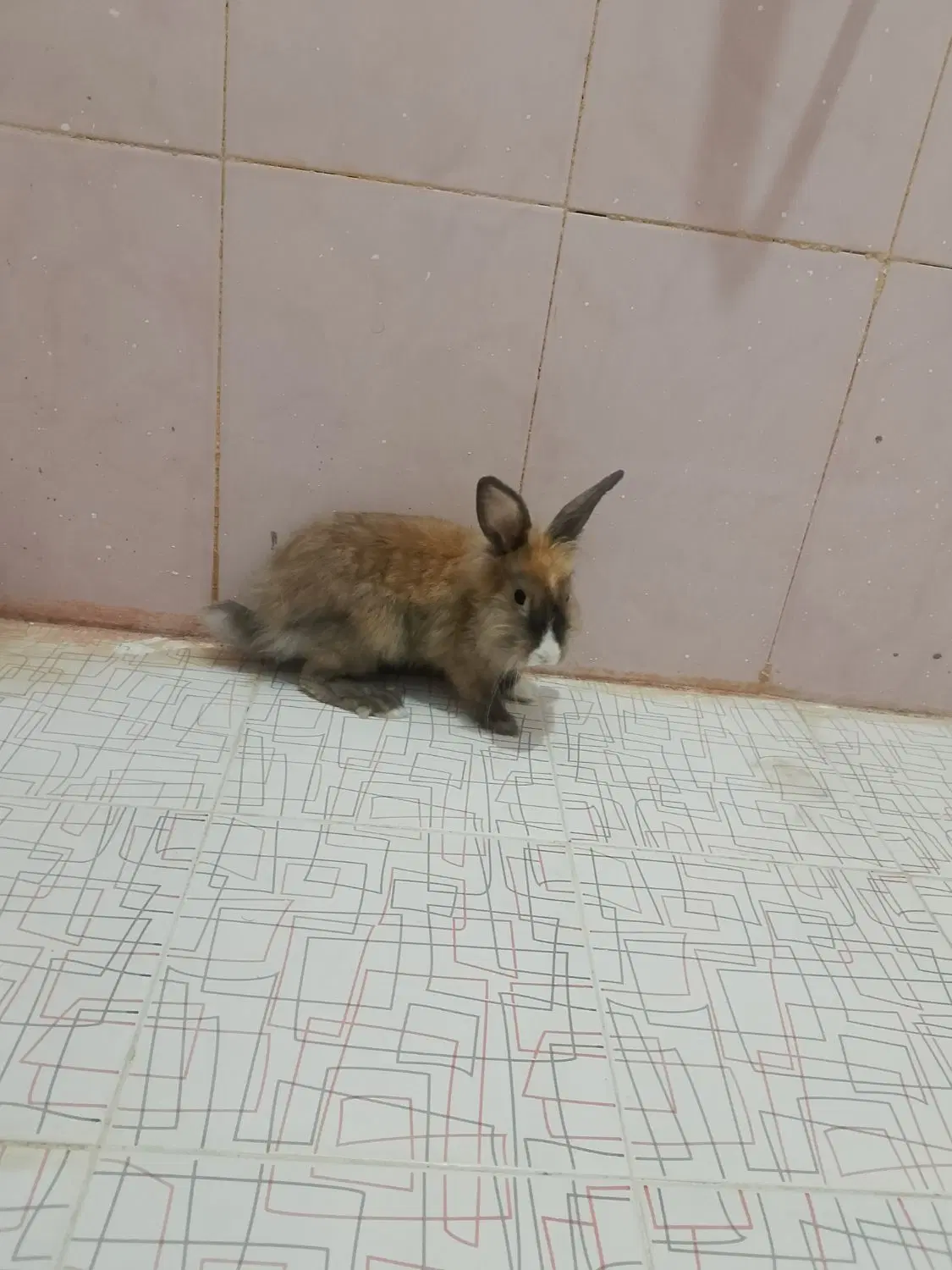خرگوش|موش و خرگوش|کاکی, |دیوار