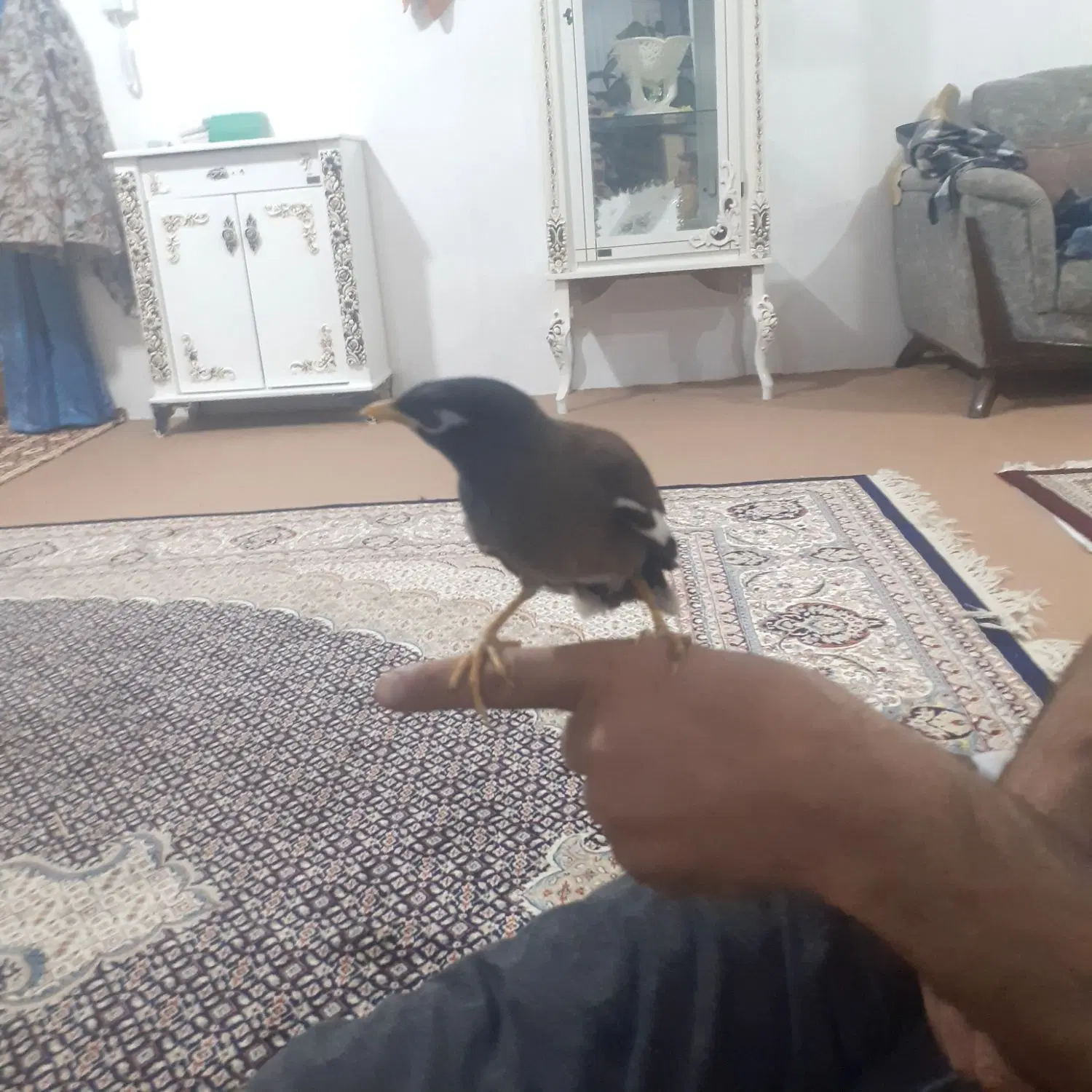 مینا|پرنده|چناران, |دیوار
