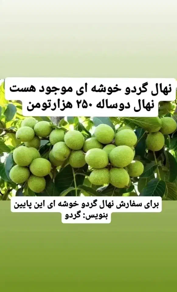 نهال گردو|حراج|میاندوآب, |دیوار