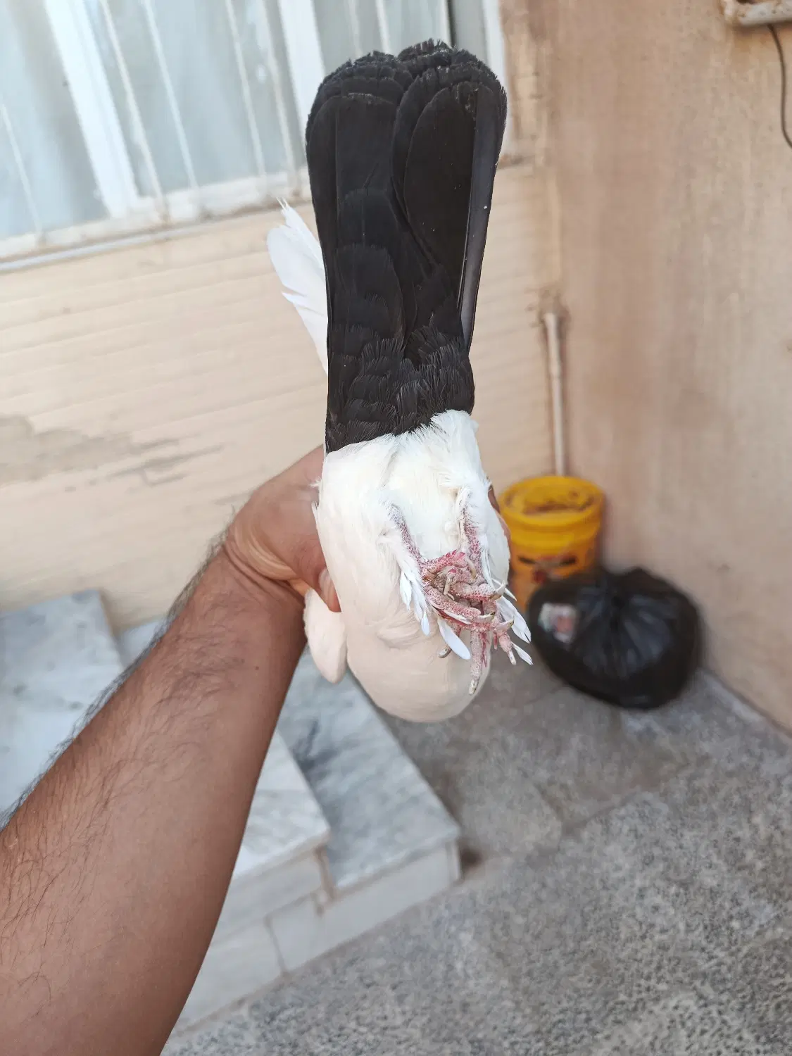 دم سیاه|پرنده|رفسنجان, |دیوار