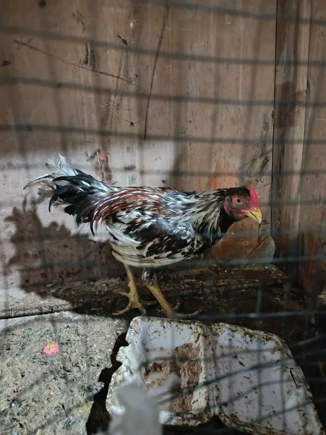 خروس|حیوانات مزرعه|قشم, |دیوار