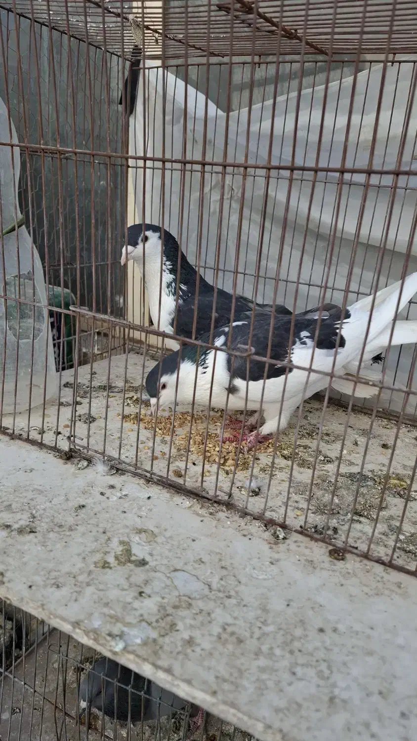 کفتر|پرنده|یزد, |دیوار