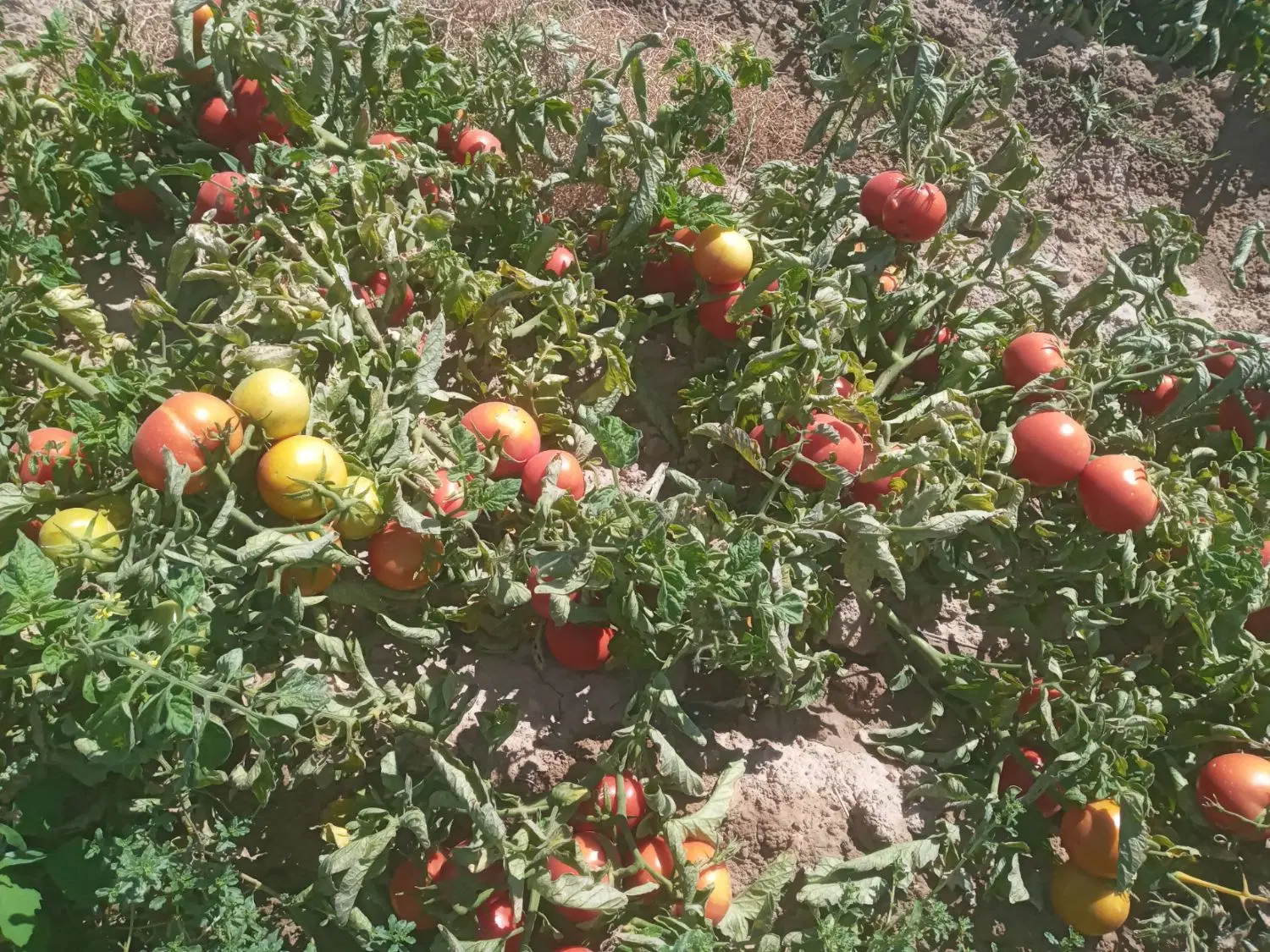 گوجه|عمدهفروشی|قوچان, |دیوار