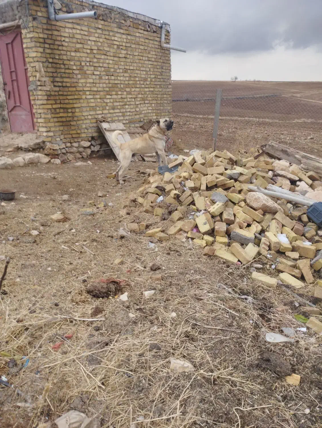 سگ سرابی|سگ|قیدار, |دیوار