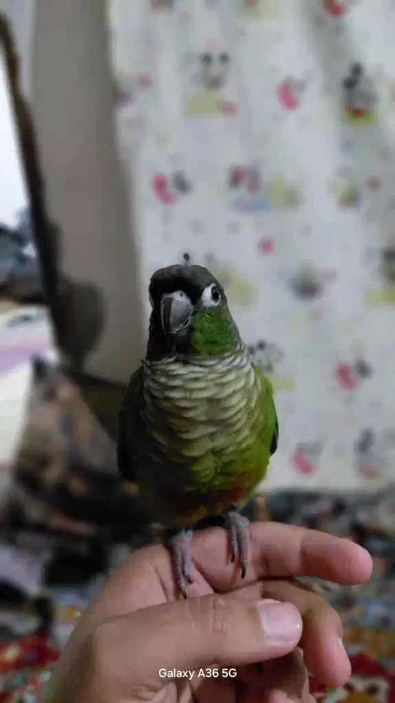 گرینچیک|پرنده|خرمشهر, |دیوار