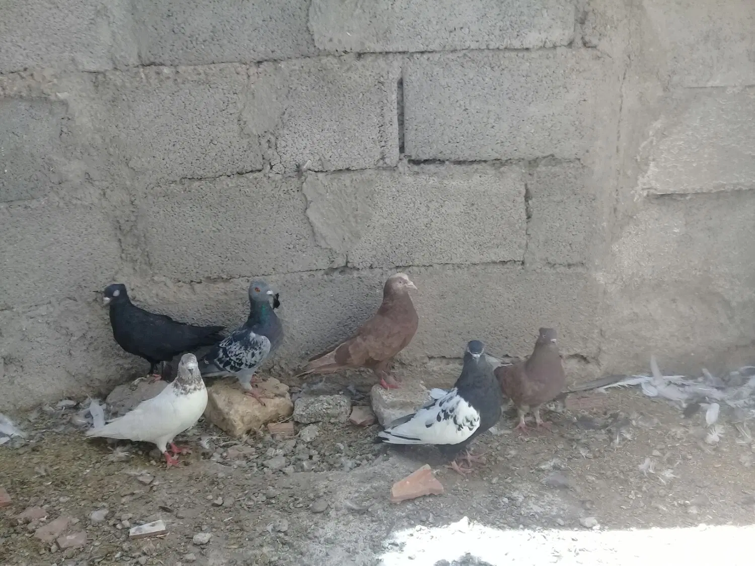 کبوتر|پرنده|بم, |دیوار