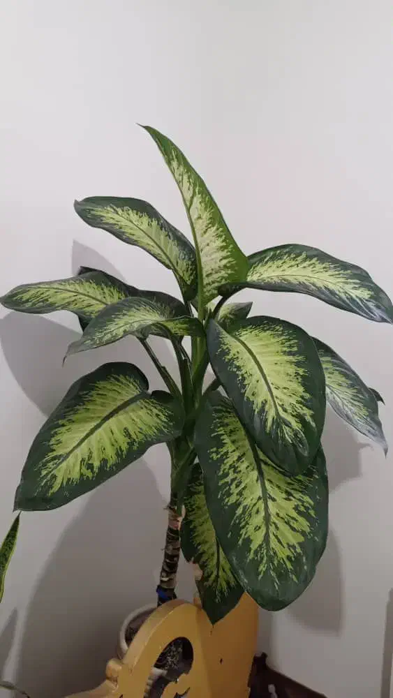 گل طییعی|گل و گیاه طبیعی|گلبهار, شهر جدید گلبهار|دیوار