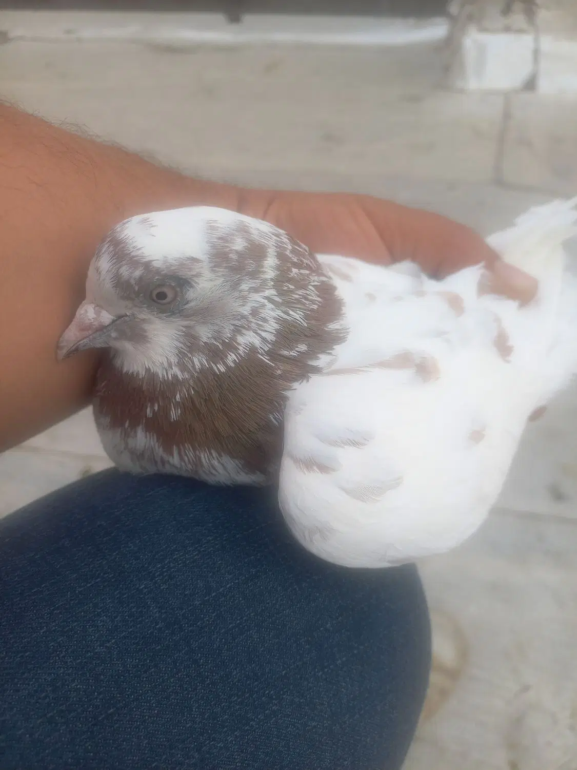 کبوتر|پرنده|خوی, |دیوار