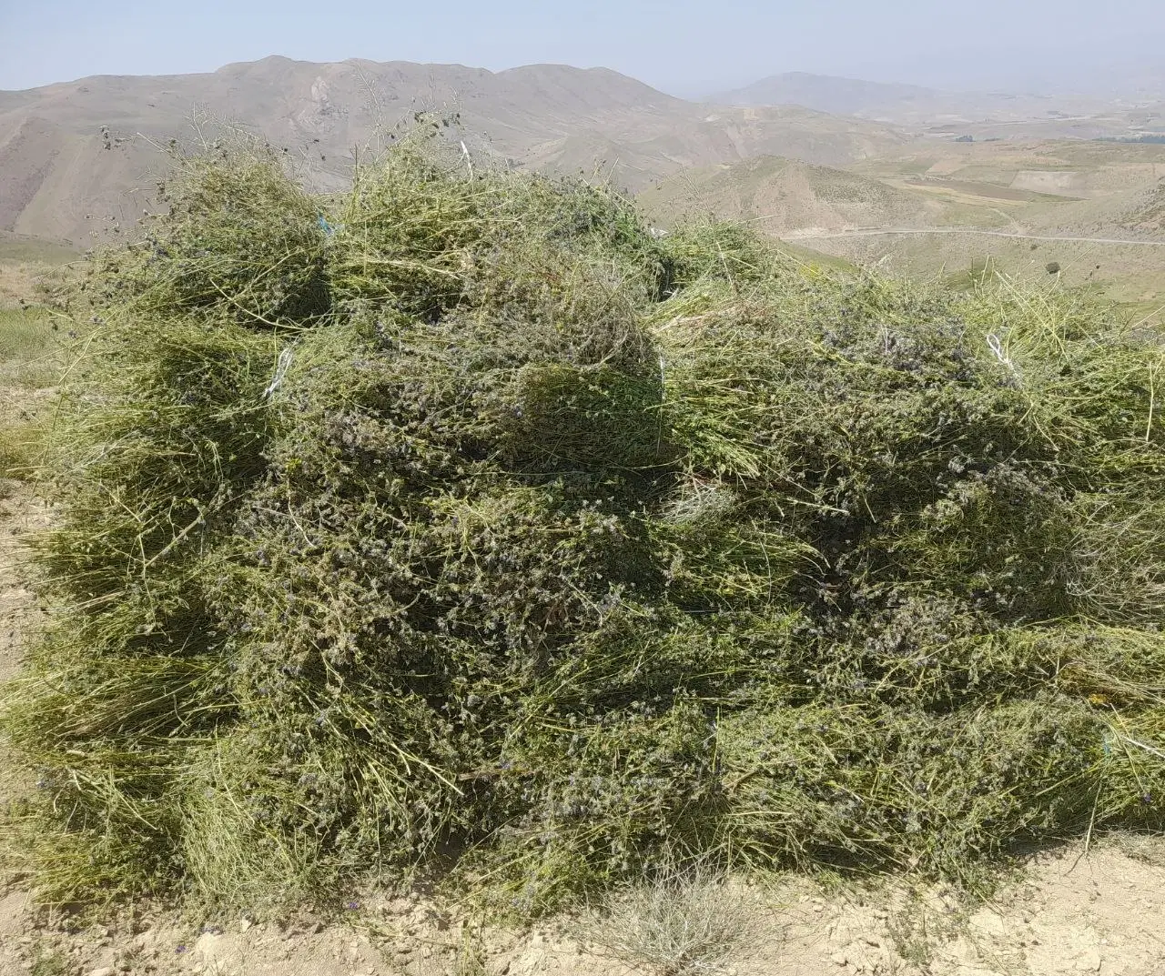 علف|گل و گیاه طبیعی|خلخال, |دیوار