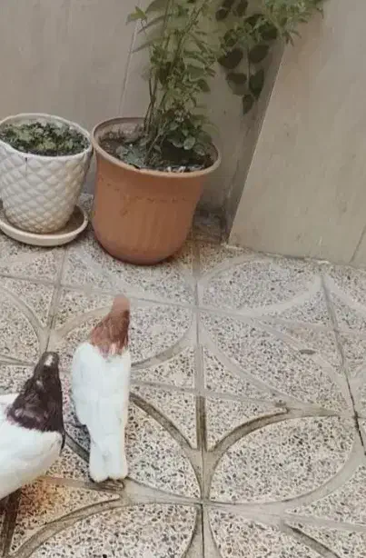 ماده|پرنده|مشکیندشت, |دیوار