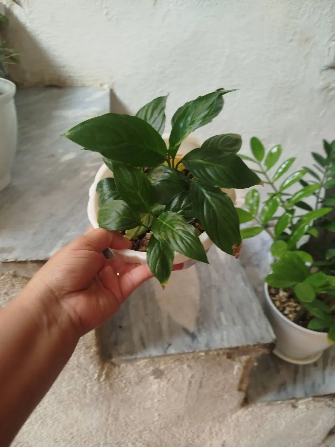مرجان|گل و گیاه طبیعی|ایلام, |دیوار