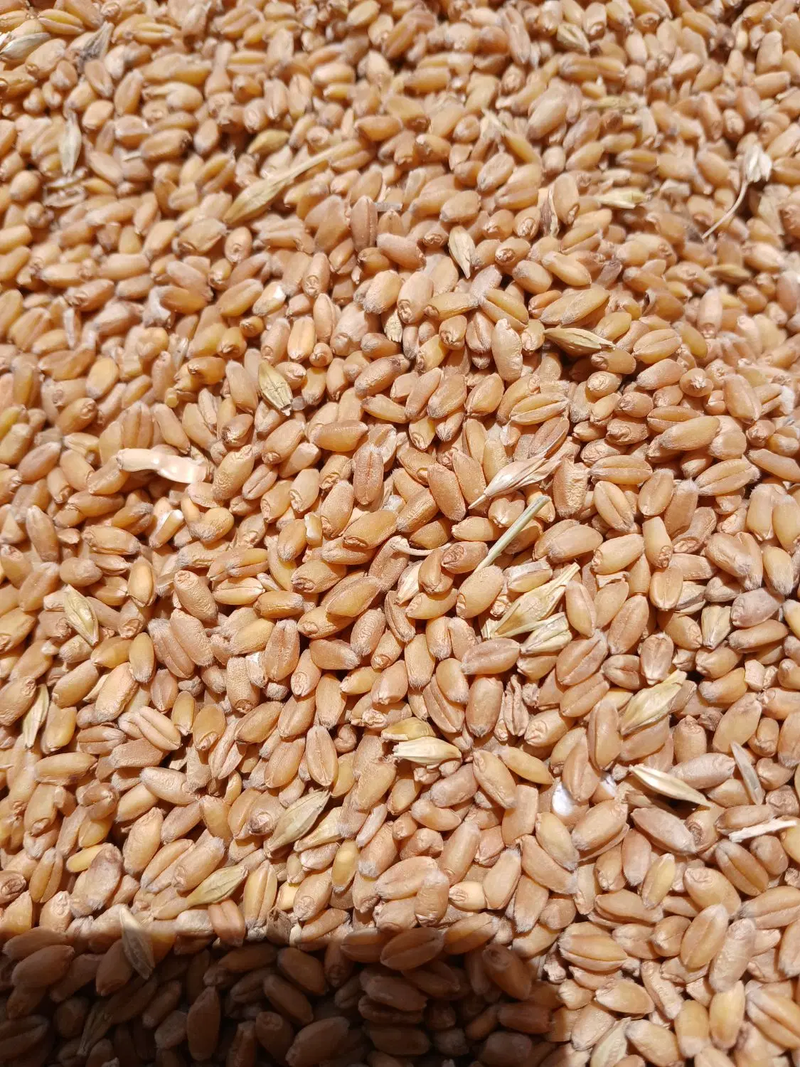 گندم|خدمات باغبانی و درختکاری|کرخه, |دیوار