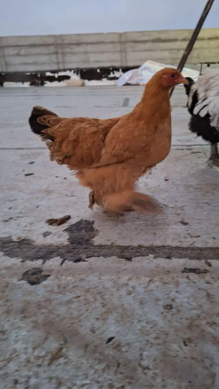 مرغ خروس|حیوانات مزرعه|اردبیل, |دیوار