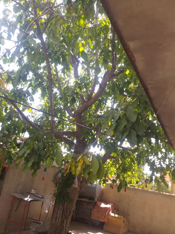 گردو|خوردنی و آشامیدنی|یاسوج, |دیوار
