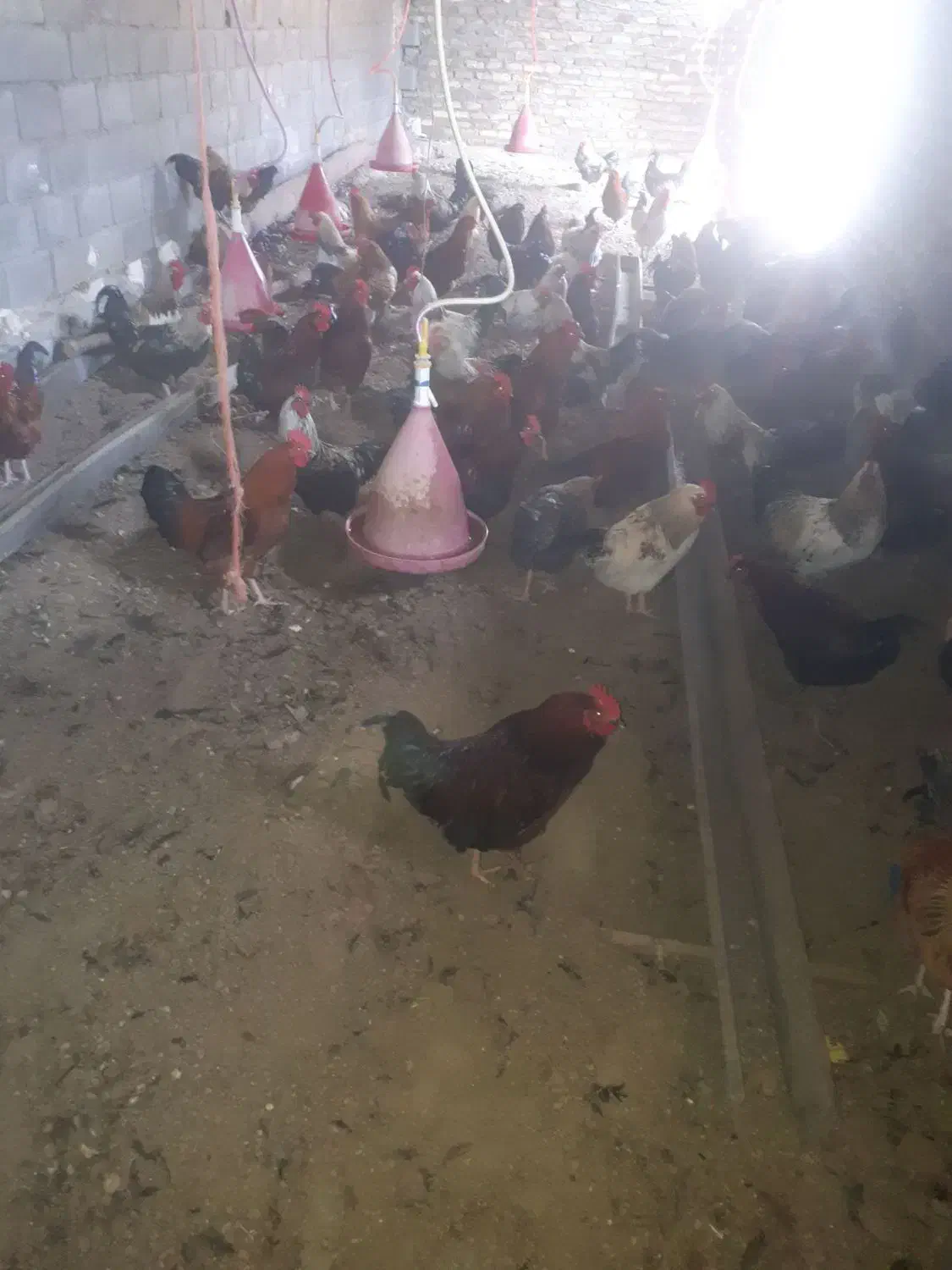 خروس محلی|حیوانات مزرعه|کنگاور, |دیوار