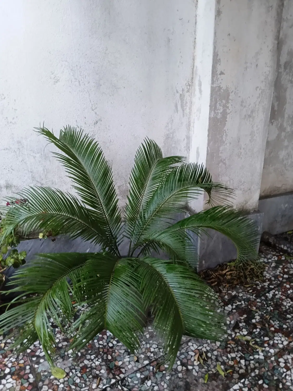 سیکاس|گل و گیاه طبیعی|رشت, امین الضرب|دیوار