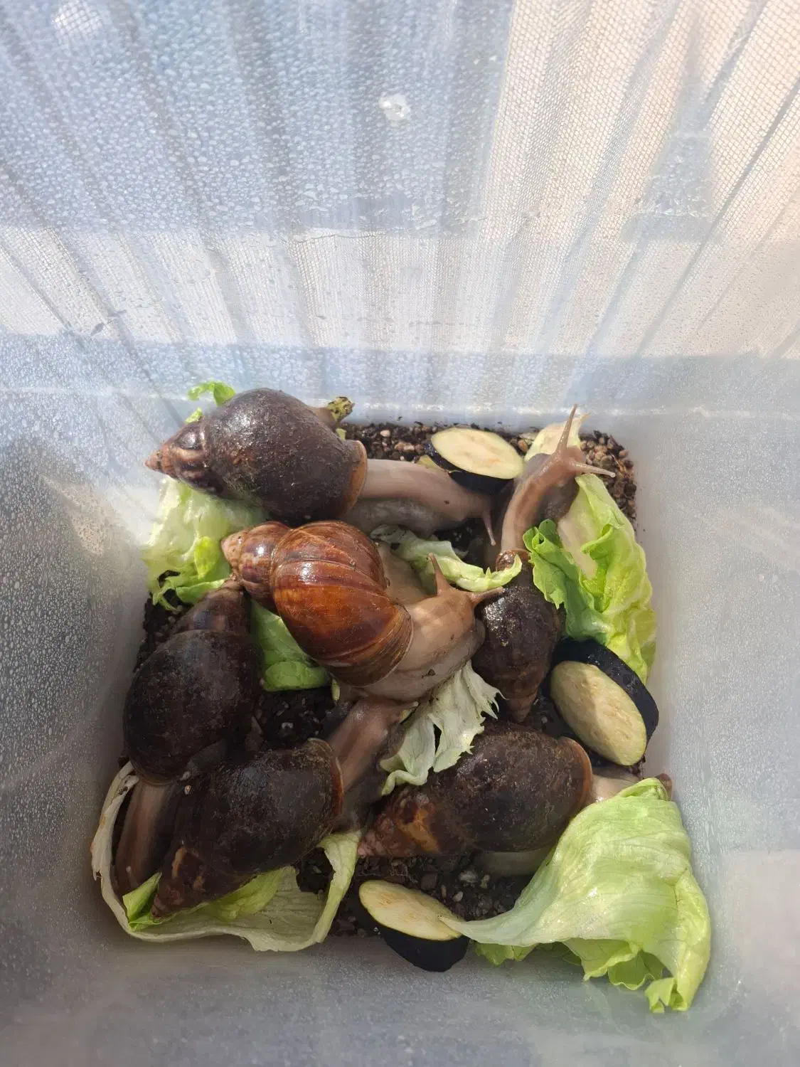 حلزون|خزنده|تهران, شهرک شهید باقری|دیوار