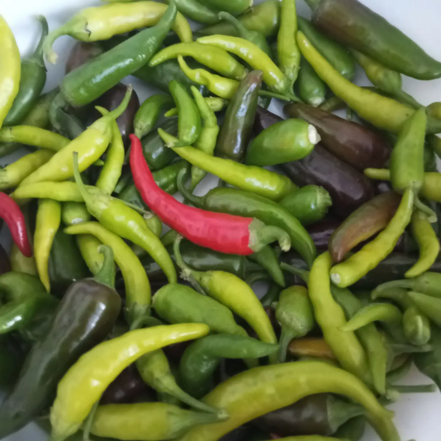 فلفل تیز|خوردنی و آشامیدنی|عنبرآباد, |دیوار