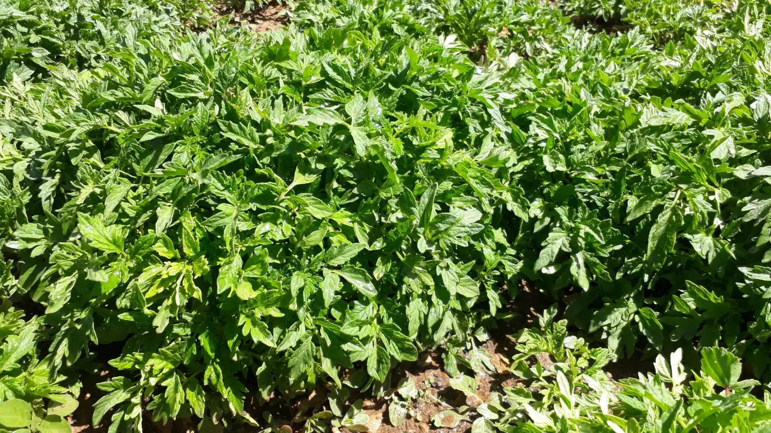 نشا گوجه|خدمات باغبانی و درختکاری|مهاجران, |دیوار