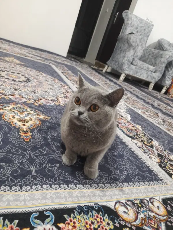 گربه|گربه|اردبیل, |دیوار