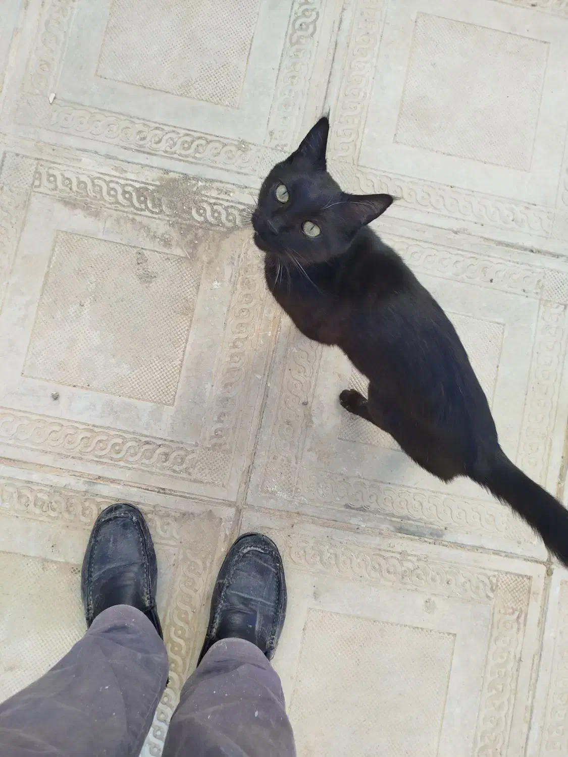 گربه خانگی|گربه|همدان, |دیوار