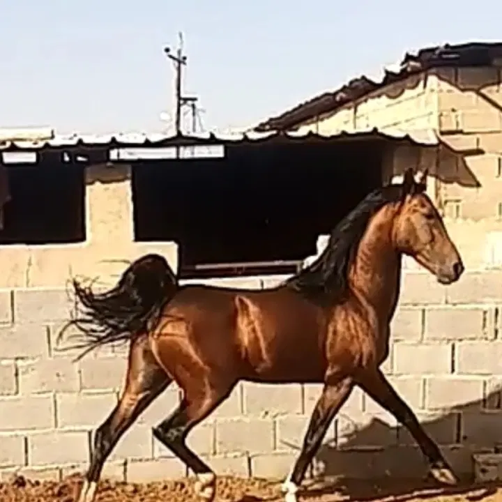 اسب|اسب و تجهیزات اسب‌سواری|کهریزک, |دیوار