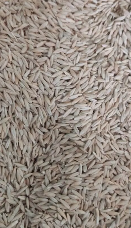 جو محلی|عمدهفروشی|کوهنانی, |دیوار