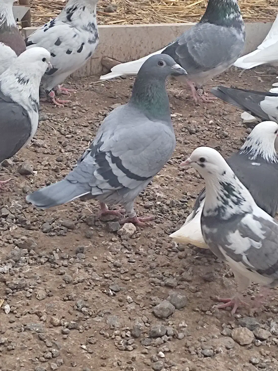 دوبر ماده|پرنده|اردبیل, |دیوار