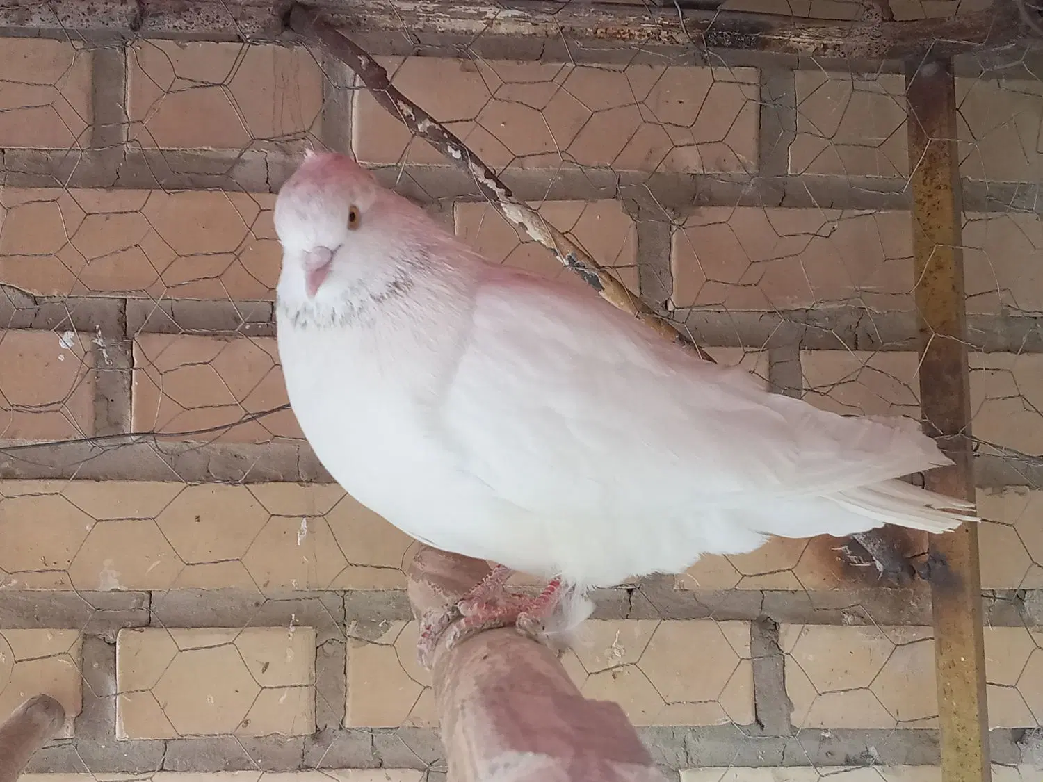 کفتر|پرنده|معصومیه, |دیوار