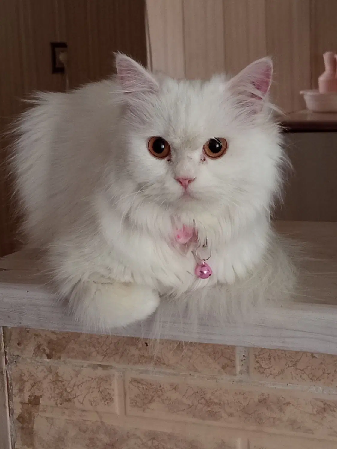 pershian cat|گربه|بوشهر, |دیوار