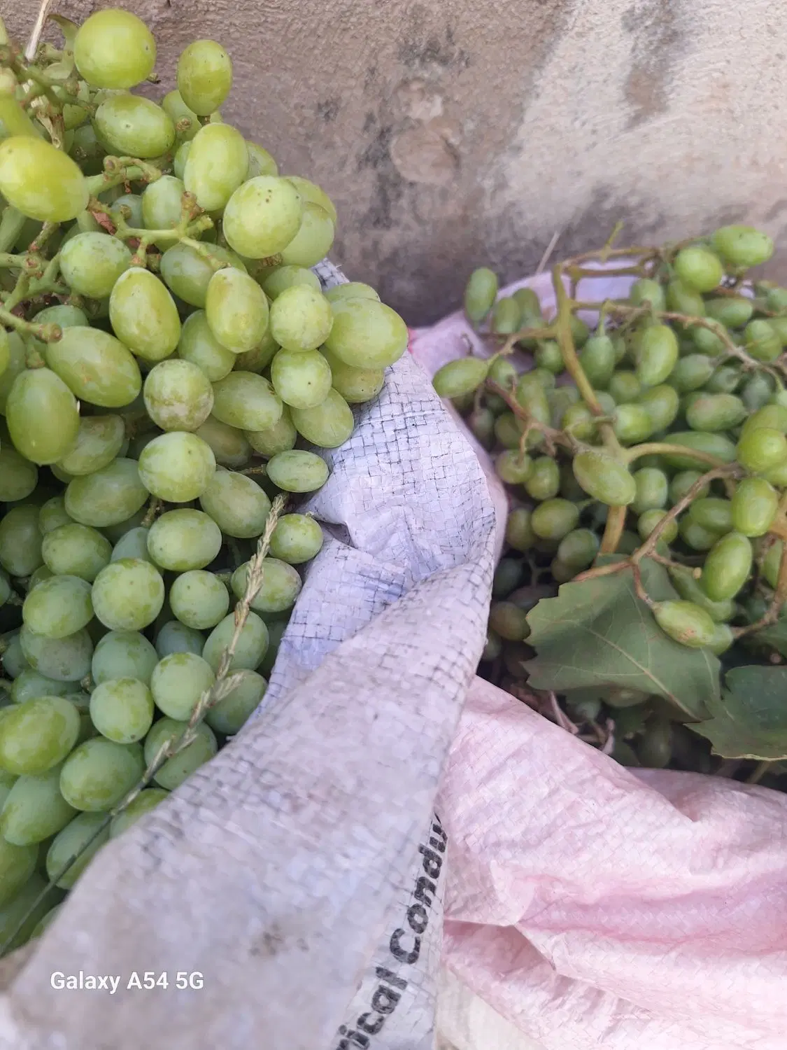 غوره|حراج|دورود, |دیوار