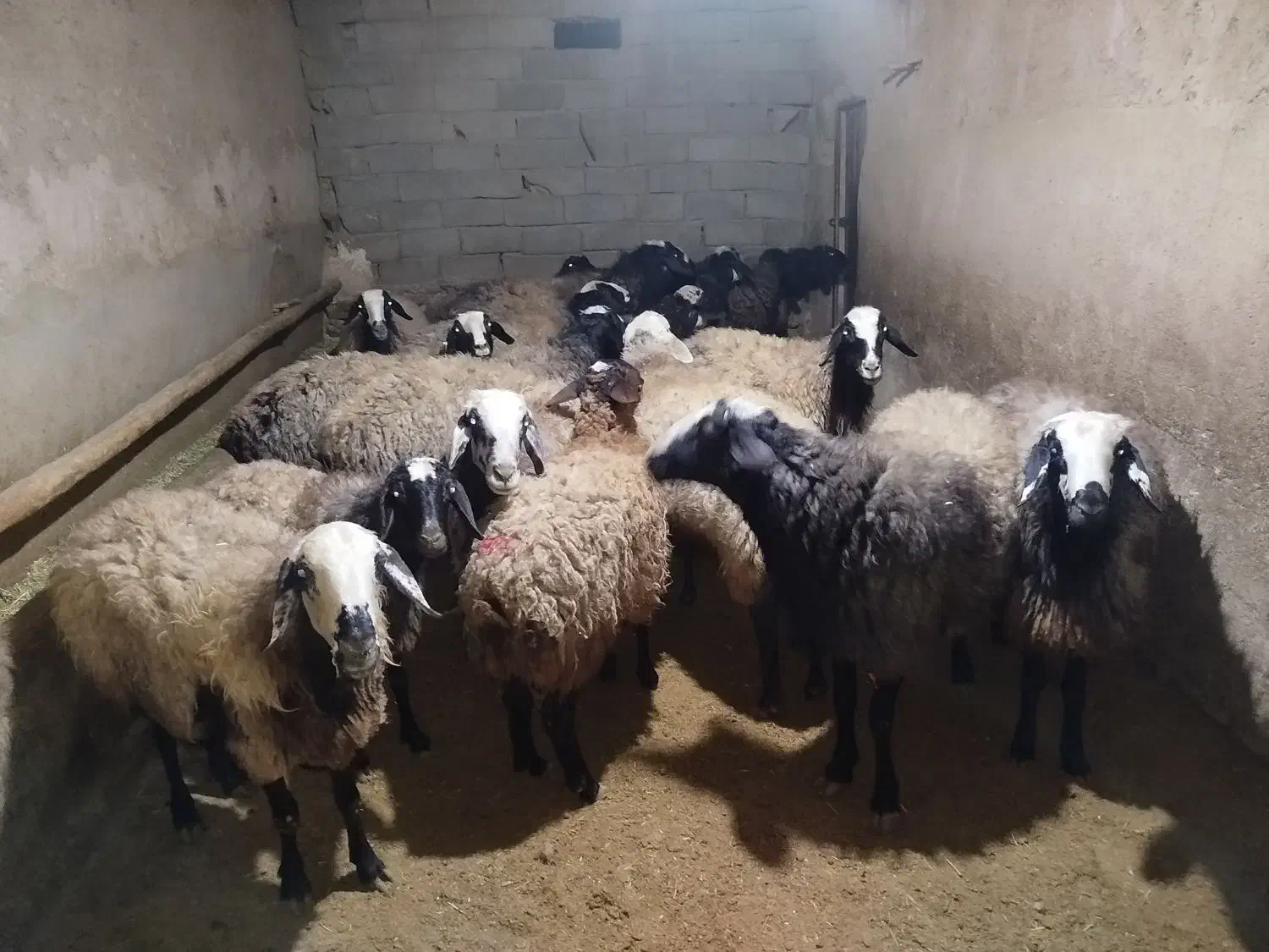 فروش میش|حیوانات مزرعه|بزینه رود, |دیوار