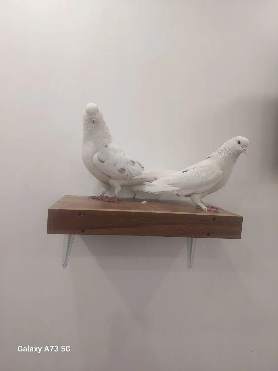 کوبتر|پرنده|تهران, شهمیرزادی|دیوار