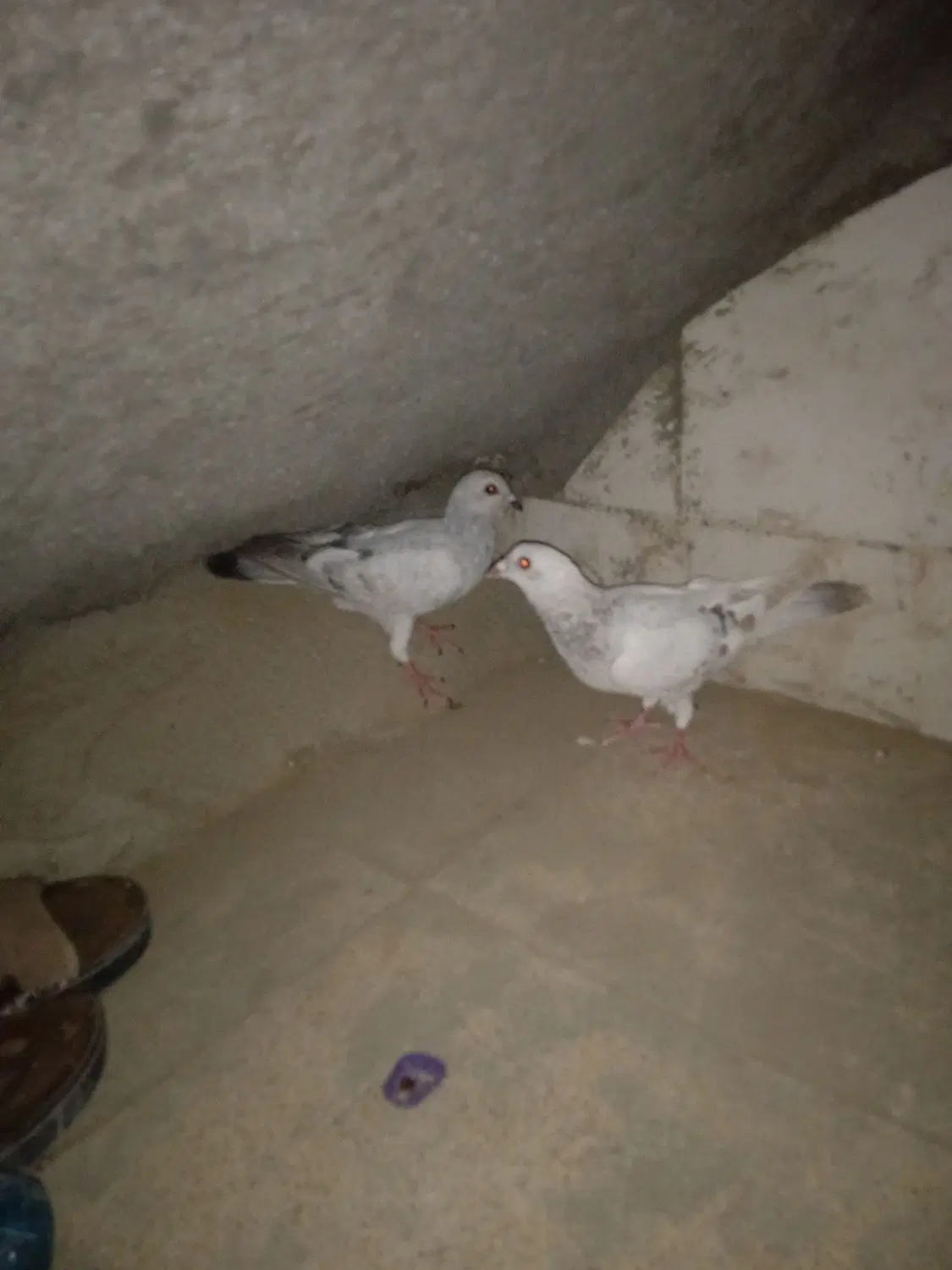 زهک|پرنده|زهک, |دیوار