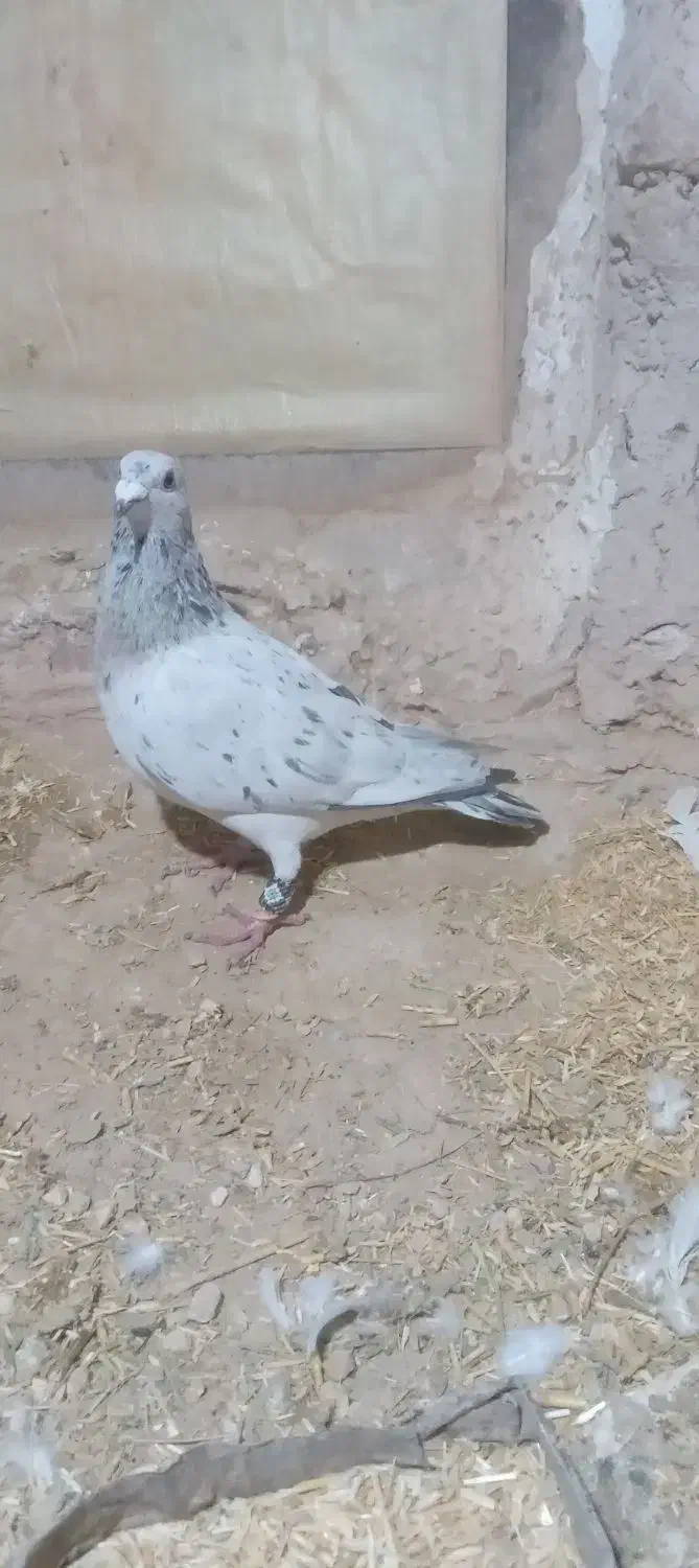 طوقی|پرنده|شیروان (خراسان), |دیوار