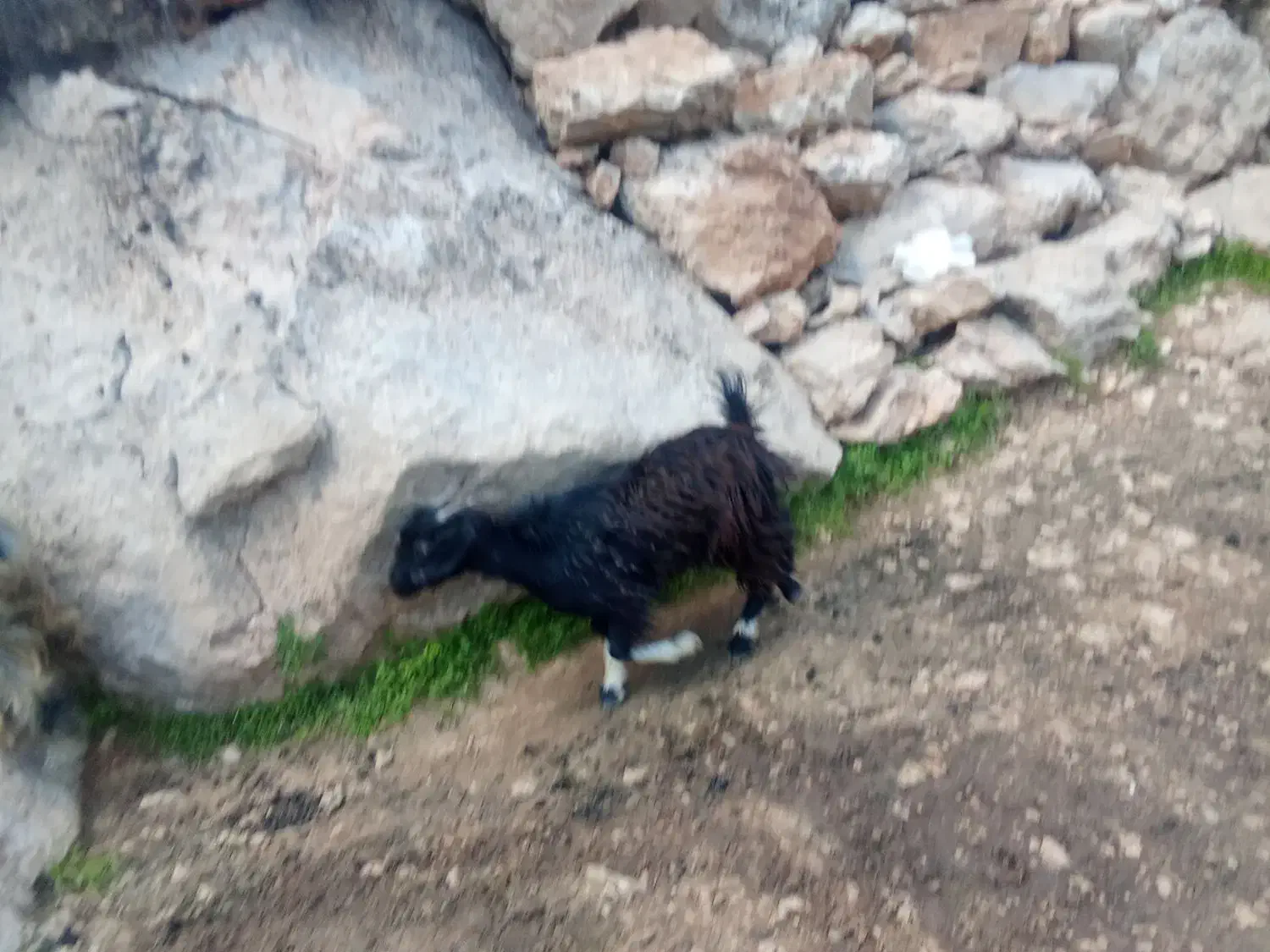 بیگ|حیوانات مزرعه|ایذه, |دیوار