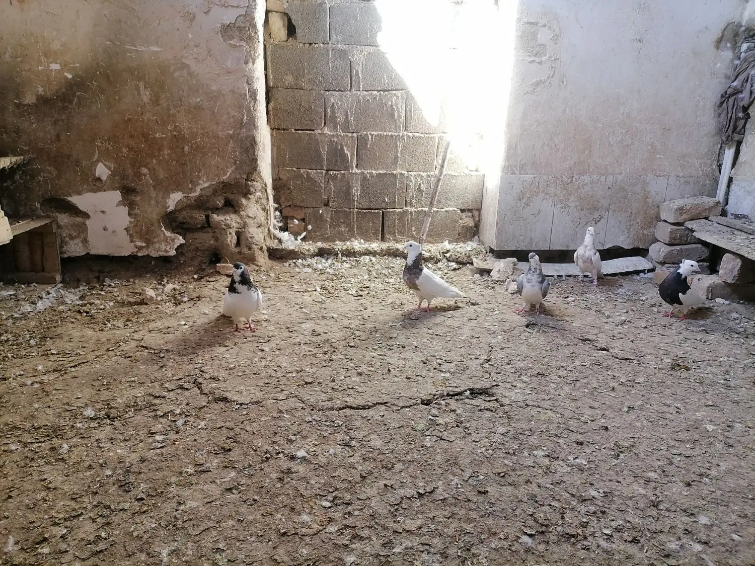 کبوتر|پرنده|شیروان (خراسان), |دیوار