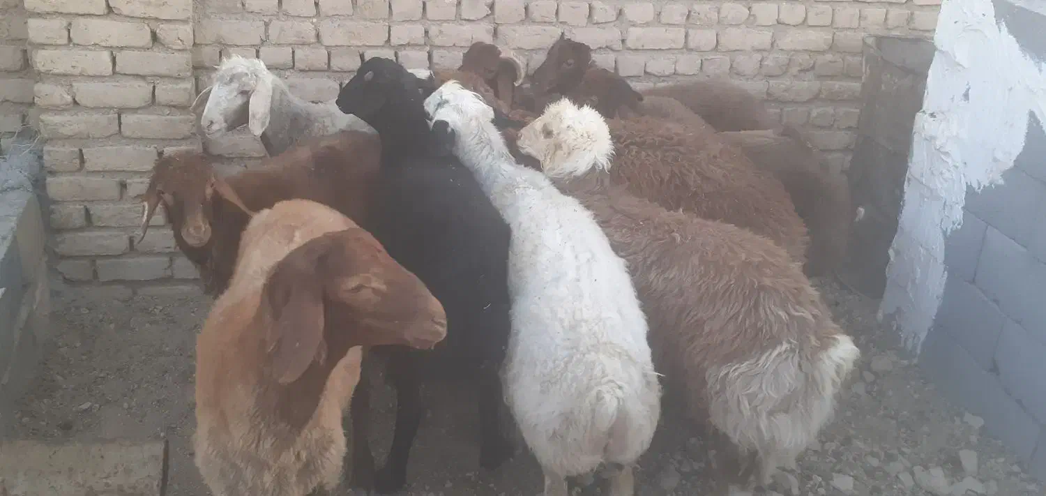 بره نر پای پروار(دامداری برادران اکبرپور)|حیوانات مزرعه|مشهد, توس فردوسی|دیوار