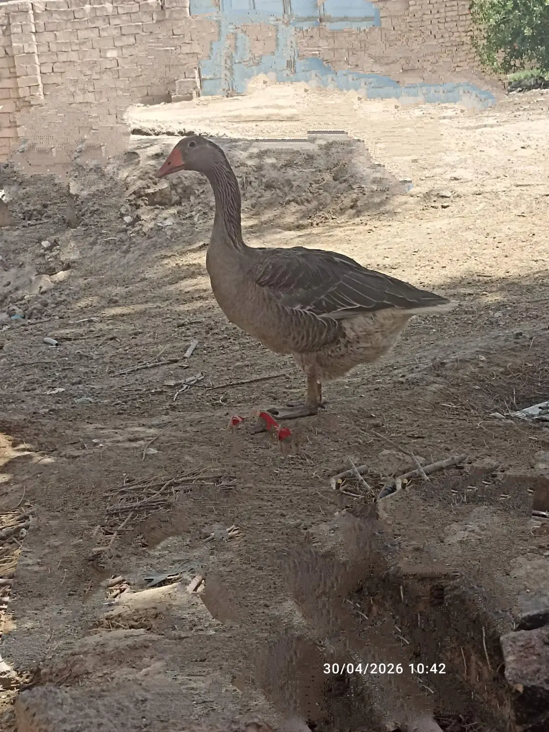 بط ماده|حیوانات مزرعه|زهک, |دیوار